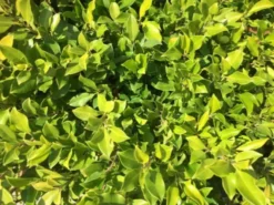 Hedge Full Sun Ficus Emerald