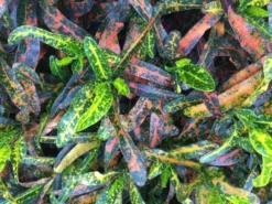 Shrubs Croton Bush On Fire