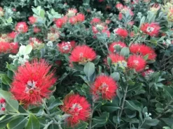 Shrubs Metrosideros Spring Fire