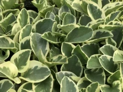 Indoor Garden Peperomia Obtusifolia Albo-marginata