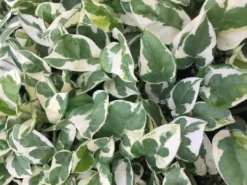 Indoor Garden Pothos 'Devils Ivy' Epipremnum Aureum Pothos Pearls And Jade 9 Indoor Garden Pothos 'Devils Ivy' Epipremnum Aureum Pothos Pearls And Jade