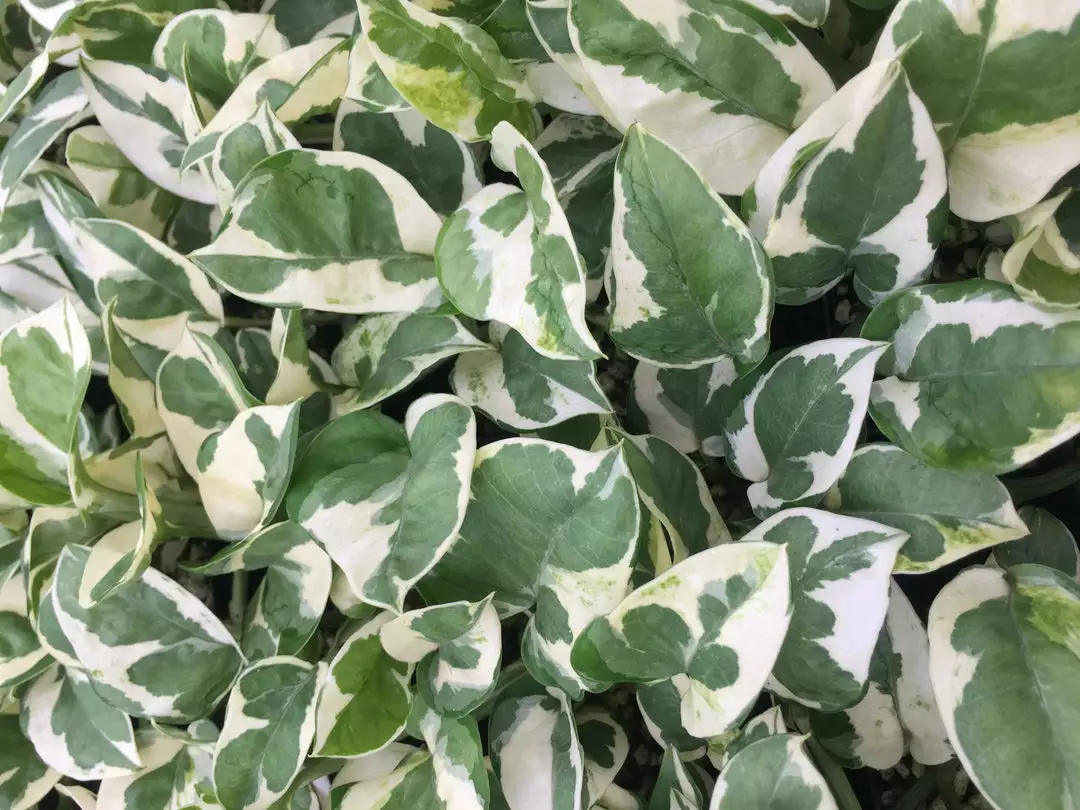 Indoor Garden Pothos 'Devils Ivy' Epipremnum Aureum Pothos Pearls And Jade 5 Indoor Garden Pothos 'Devils Ivy' Epipremnum Aureum Pothos Pearls And Jade