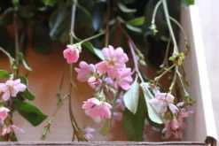 Hedge Rhaphiolepis Springtime Shrubs