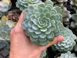 Succulents Echeveria White Minima Full Sun