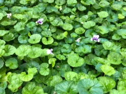 Shrubs Viola Hederacea Native Violet