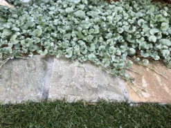 Shrubs Ground Covers Dichondra Silver Falls 16 Shrubs Ground Covers Dichondra Silver Falls