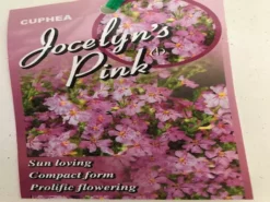 Hedge Cuphea Hyssopifolia Jocelyns Pink