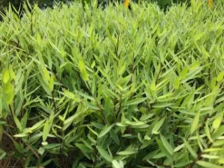 Hedge Shrubs Bambusa Pogonatherum Paniceum