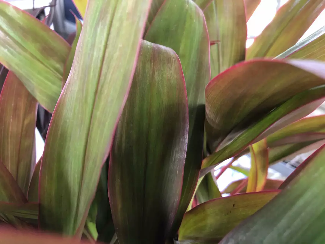 Shrubs Cordyline Mixed Pack 6 Shrubs Cordyline Mixed Pack