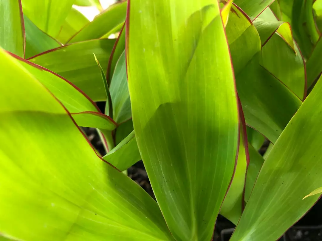 Shrubs Cordyline Mixed Pack 7 Shrubs Cordyline Mixed Pack