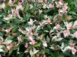 Shrubs Variegated Star Jasmine Full Sun