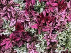 Indoor Garden Hypoestes Phyllostachya Splash Select Mix Shrubs