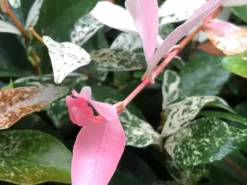 Shrubs Variegated Star Jasmine Full Sun