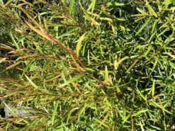 Shrubs Leptospermum Petersonii Lemon Hedge 10 Shrubs Leptospermum Petersonii Lemon Hedge