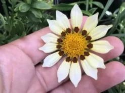Shrubs Gazania Rigens New Day White Border Plants