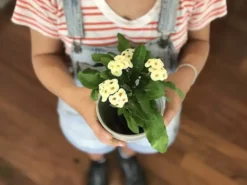 Succulents Euphorbia Milli Butter