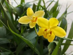 Shrubs Spathoglottis Lemon Kiss Full Sun