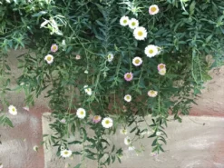 Shrubs Erigeron Karvinskianus Seaside Daisy Ground Covers