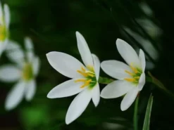 Shrubs Full Sun Zephyranthes Candida Rain Lily