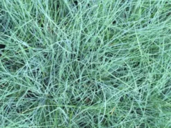 Shrubs Full Sun Festuca Glauca