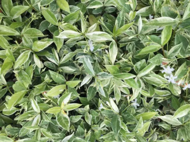 Shrubs Valley Lights Variegated Star Jasmine 4 Shrubs Valley Lights Variegated Star Jasmine