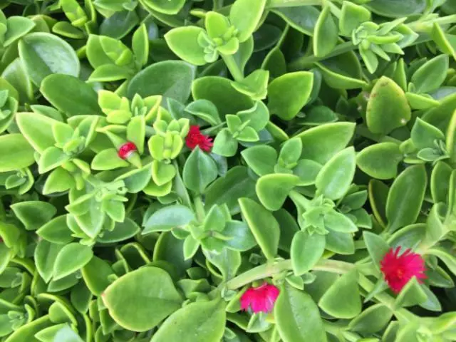 Succulents Aptenia Cordifolia Full Sun 4 Succulents Aptenia Cordifolia Full Sun