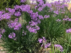 Shrubs Border Plants Tulbaghia Violacea
