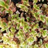 Shrubs Coprosma Repens Inferno PBR