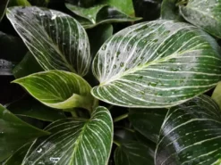 Indoor Garden Philodendron Birkin - 85mm Easy Care Plants