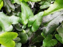 Pot + Plant Gift Box Heart Fern - Pot + Plant + Soil Air Purifying 25 Pot + Plant Gift Box Heart Fern - Pot + Plant + Soil Air Purifying