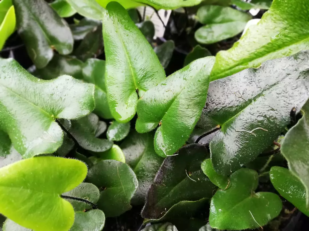 Pot + Plant Gift Box Heart Fern - Pot + Plant + Soil Air Purifying 9 Pot + Plant Gift Box Heart Fern - Pot + Plant + Soil Air Purifying