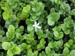 Hedge Carissa Grandiflora 'Desert Star'