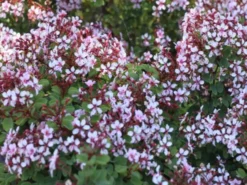 Shrubs Bauhinia Corymbosa
