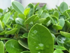 Hedge Ficus Microcarpa Green Island