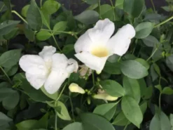 Shrubs Full Sun Pandorea Jasminoides Alba