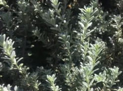 Shrubs Westringia Fruticosa Peppermint Cream 10 Shrubs Westringia Fruticosa Peppermint Cream