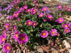 Shrubs Ground Covers Brachyscome Multifida Fresco Candy
