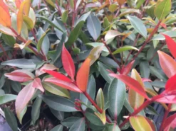 Hedge Shrubs Metrosideros Fiji Fire™