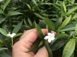 Indoor Garden Tabernaemontana Corymbosa