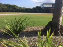 Shrubs Lomandra Longifolia Mat Rush 12 Shrubs Lomandra Longifolia Mat Rush