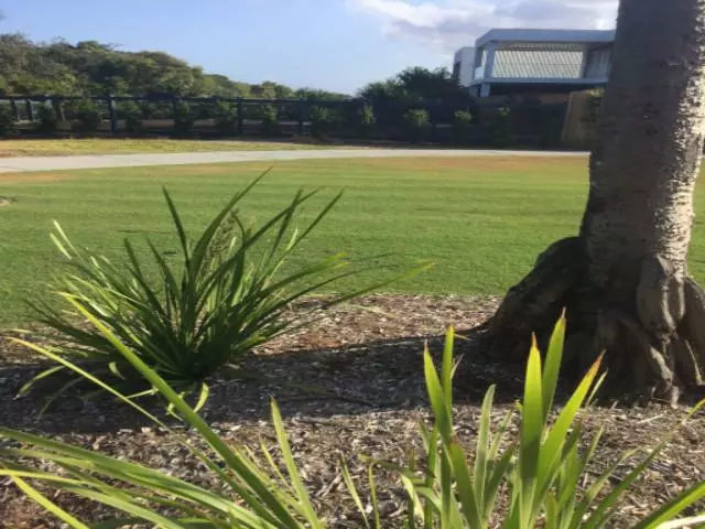 Shrubs Lomandra Longifolia Mat Rush 7 Shrubs Lomandra Longifolia Mat Rush