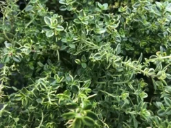 Shrubs Thymus X Citriodorus Variegated Lemon Thyme 11 Shrubs Thymus X Citriodorus Variegated Lemon Thyme