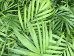 Indoor Garden Chamaedorea Elegans Parlor Palms - 85mm Full Sun