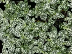 Indoor Garden Border Plants Fittonia Verschaffeltii Starlight