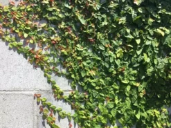 Shrubs Ficus Pumila Minima Creeping Fig