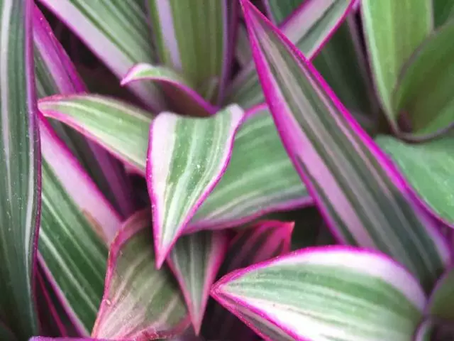 Shrubs Tradescantia Dwarf Variegated Rhoeo Discolour Pink Border Plants 7 Shrubs Tradescantia Dwarf Variegated Rhoeo Discolour Pink Border Plants
