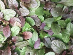 Shrubs Ajuga Reptans Purpurea Matt Forming Ground Cover Pack Border Plants