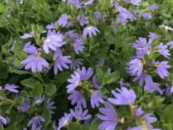 Shrubs Scaevola Albida Mauve Clusters Full Sun