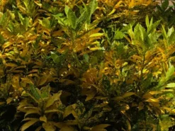 Shrubs Croton Speckled 'Gold Dust'