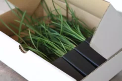 Shrubs Full Sun Liriope Muscari Big Blue